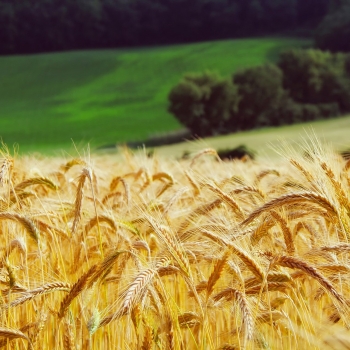 bild-von-david-mark-auf-pixabay-wheat.jpg